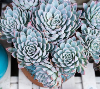  Bahçedeki minyatür sulu bitkiler