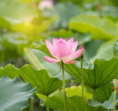 çiçek açan lotus çiçeği