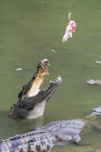 Alimentando o crocodilo pela água — Fotografia de Stock