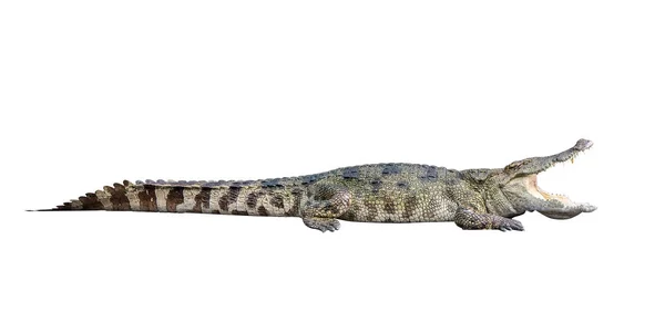 Crocodilo de vida selvagem boca aberta isolada sobre fundo branco — Fotografia de Stock