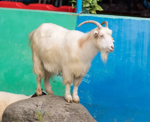 Portrait of one white goat standing on rock — Stock Photo, Image