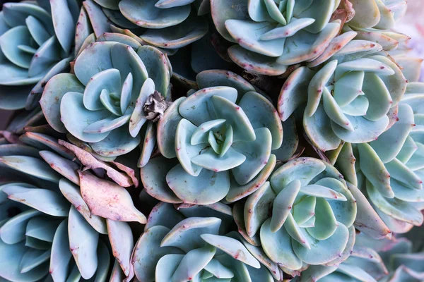 Plantas suculentas en miniatura en jardín —  Fotos de Stock