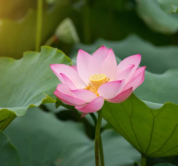 Flor de lótus em flor — Fotografia de Stock