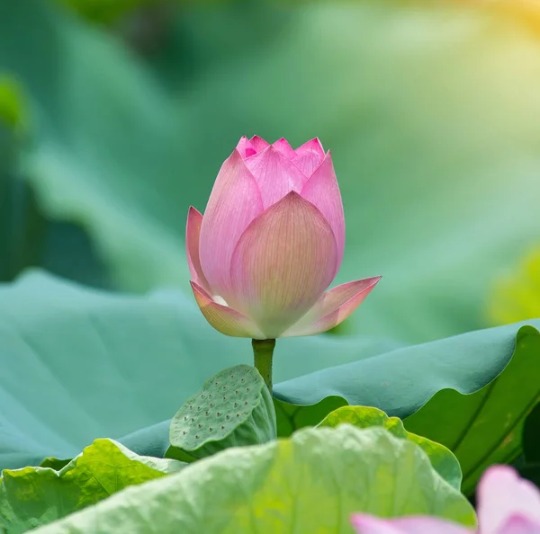 Flor de lótus em flor — Fotografia de Stock