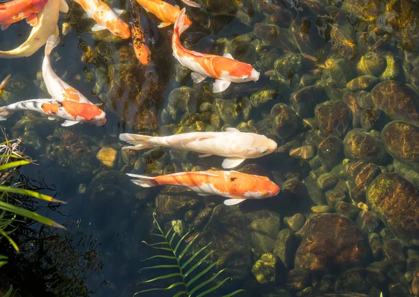 Peixes koi na lagoa — Fotografia de Stock