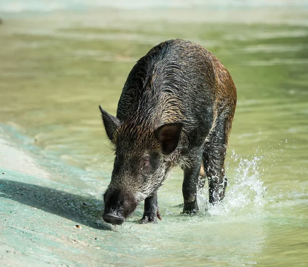 Jabalí bañándose en un estanque — Foto de Stock