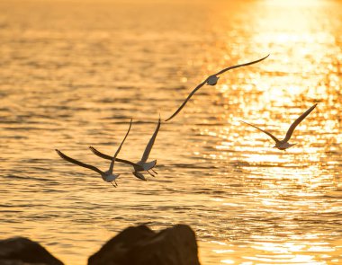 Martılar hava ile ışığın günbatımı gökyüzü