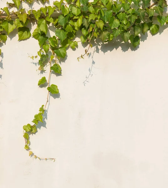 Ivy leaves isolated on a white background — Stock Photo, Image