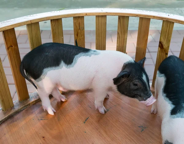 Schweine auf dem Hof — Stockfoto