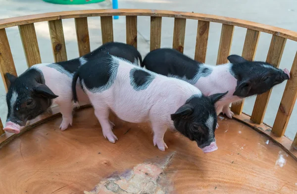 Schweine auf dem Hof — Stockfoto