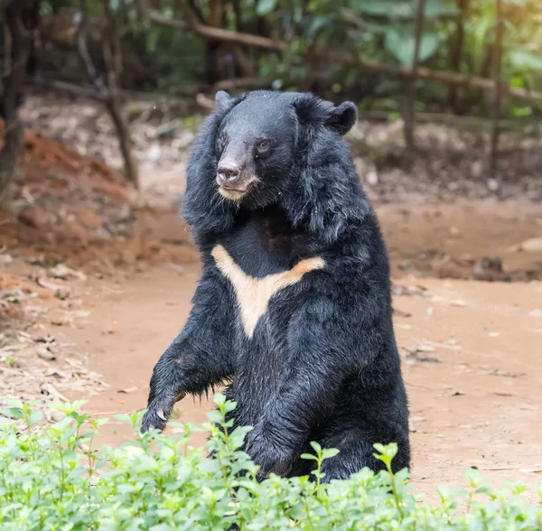 Black bear stand up — Stock Photo, Image