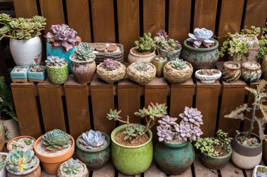  Bahçedeki minyatür sulu bitkiler