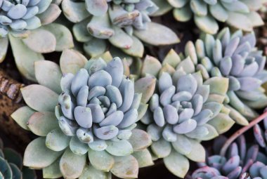  Bahçedeki minyatür sulu bitkiler