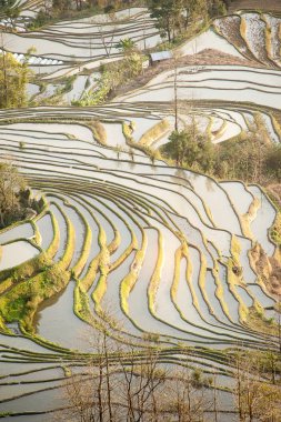 rice terraces of yuanyang in yunnan, china clipart