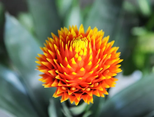 Red color of Guzmania flower in garden. — Stock Photo, Image