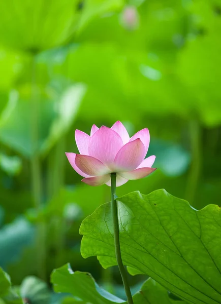 Lotusbloem en lotus bloem planten — Stockfoto