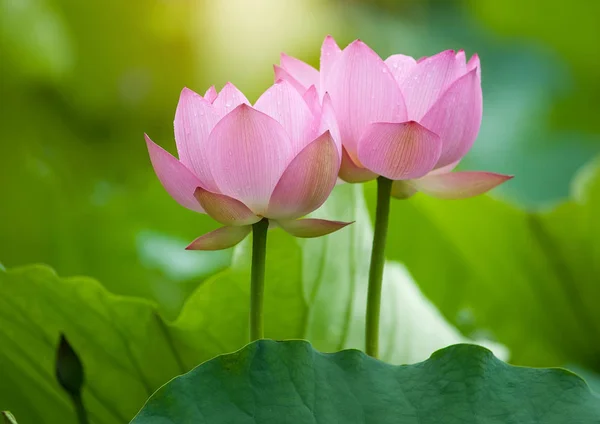 Lotus blomst og Lotus blomst planter - Stock-foto
