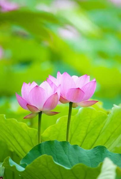 Fleur de lotus et plantes de fleur de lotus — Photo