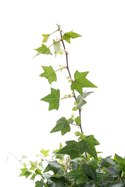 Ivy leaves isolated on a white background — Stock Photo, Image