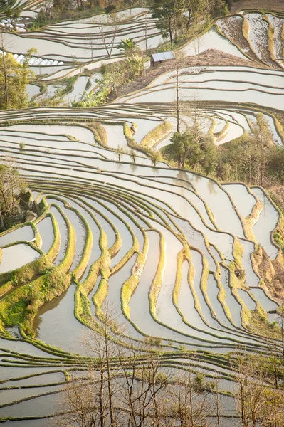 Risterrasser av yuanyang i yunnan, Kina — Stockfoto