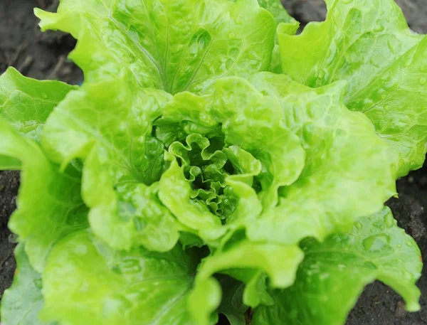 Lettuce plant in field — Stock Photo, Image