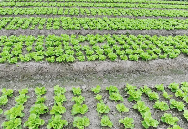 Lechuga en el campo — Foto de Stock