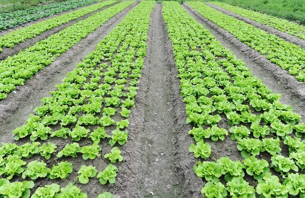 Lettuce plant in field — Stock Photo, Image