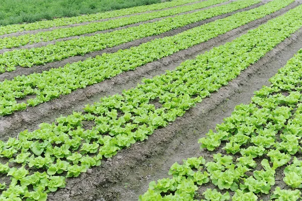 Pianta di lattuga in campo — Foto Stock