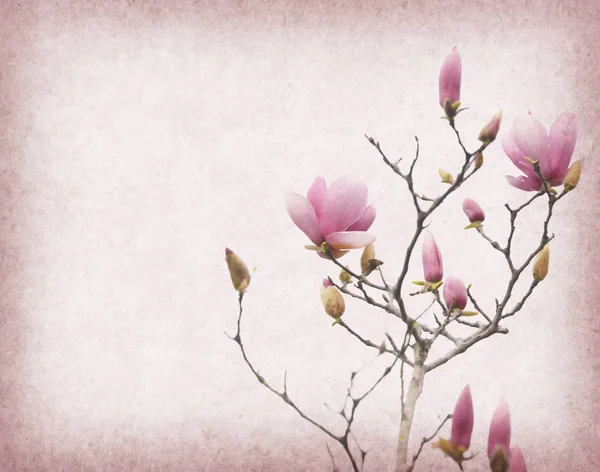 Roze magnolia bloemen op oude papier achtergrond — Stockfoto