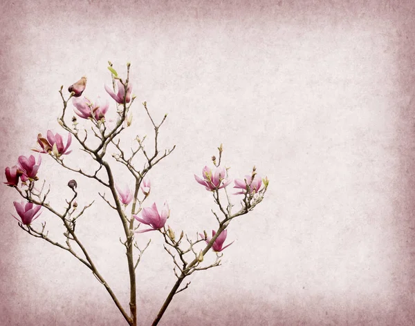 Fiori di magnolia rosa su vecchio sfondo di carta — Foto Stock