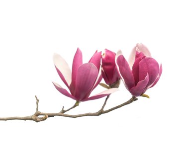 Beyaz arkaplanda izole manolya çiçekleri