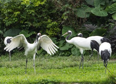 Hayvanat bahçesinde uçan kırmızı taç vinç