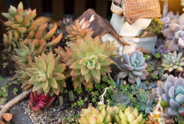Succulents dikdörtgen düzenlenmesi; kaktüs succulents bir pl