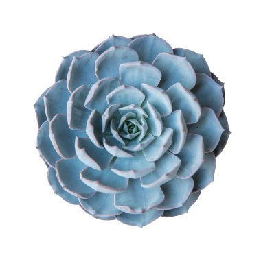 etli bitki üzerinde beyaz izole