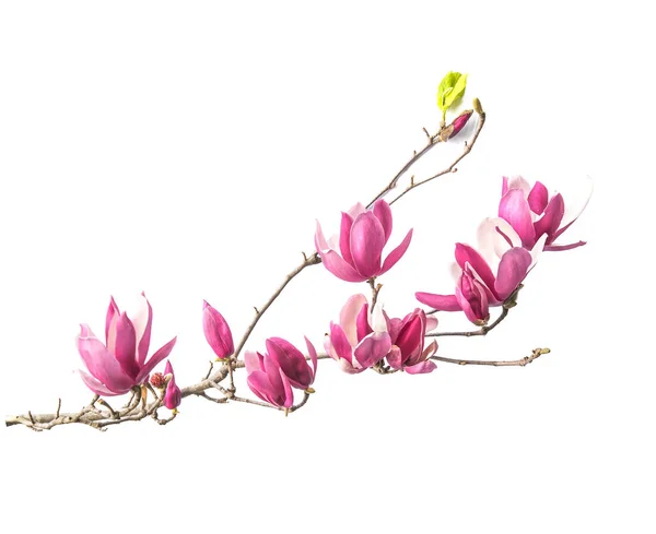 Magnolia fleurs isolées sur fond blanc — Photo