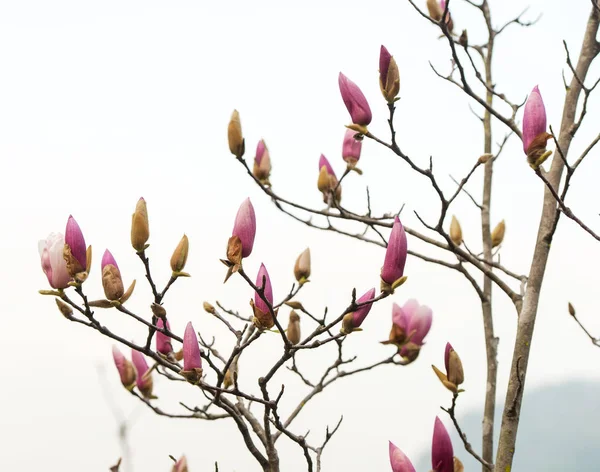 A pink magnolia flowers — Stock Photo, Image