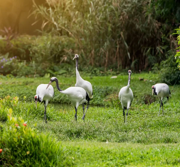 Red-Crowned crane flying in zoo — Stock Photo, Image