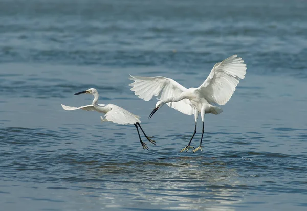 White Egret on a lagoon — Stock Photo, Image