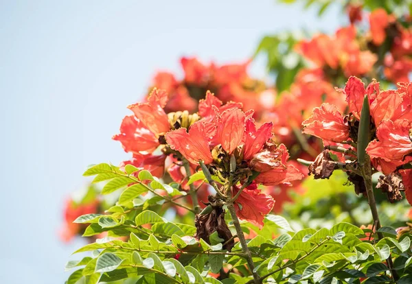 Afryki tulip kwiat z naukowe nazwisko jako Spatodea dzwonkowata Campanula — Zdjęcie stockowe