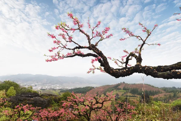 Pfirsichblüte im bergigen Gebiet im Heyuan-Distrikt, guangdong p — Stockfoto
