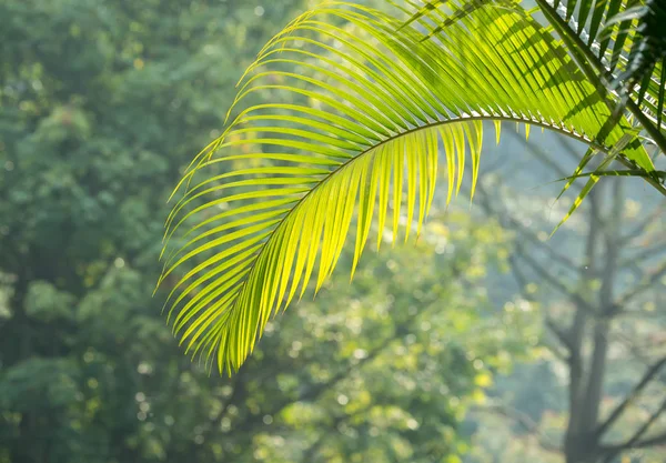 Feuille de palmier verte au soleil — Photo
