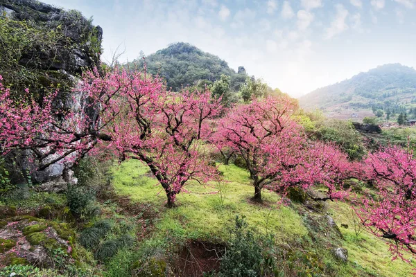 Peach Blossom in moutainous area in heyuan district, guangdong p