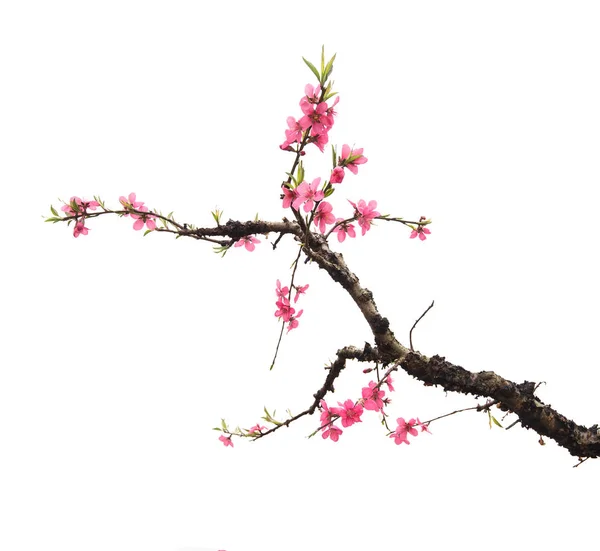 Peach blossom flower isolated on white — Stock Photo, Image