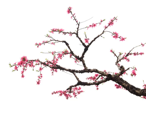 Flor de pêssego isolado em branco — Fotografia de Stock