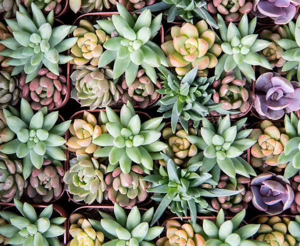 Disposición rectangular de suculentas; suculentas de cactus en una pl —  Fotos de Stock