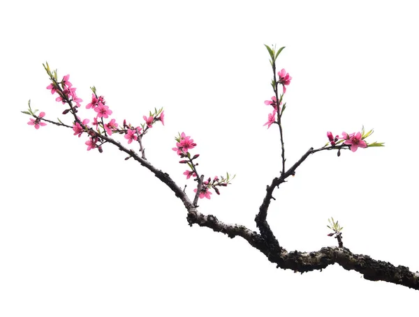 Flor de pêssego isolado em branco — Fotografia de Stock