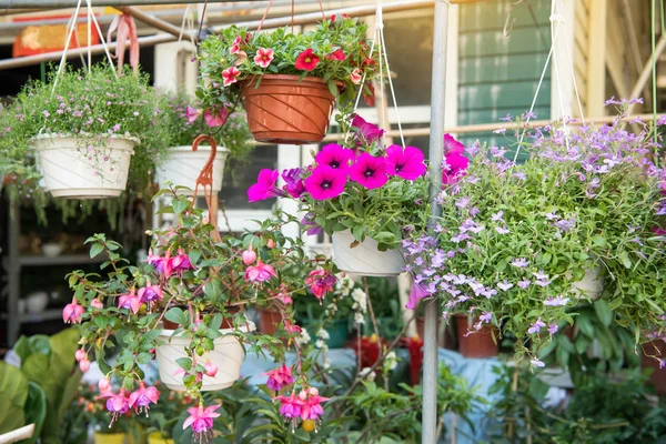 Kwiaty w doniczkach na sprzedaż w lokalnym sklepie ogrodniczym — Zdjęcie stockowe