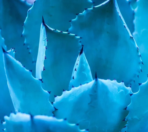 Scharfe spitze Blätter der Agave — Stockfoto