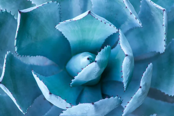 Sharp pointed agave plant leaves — Stock Photo, Image