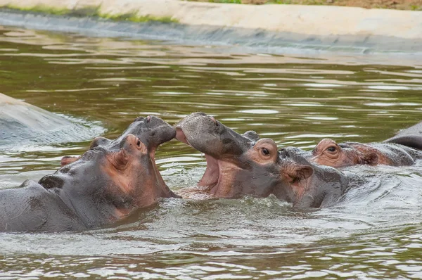 Sparring flodhästar i zoo — Stockfoto